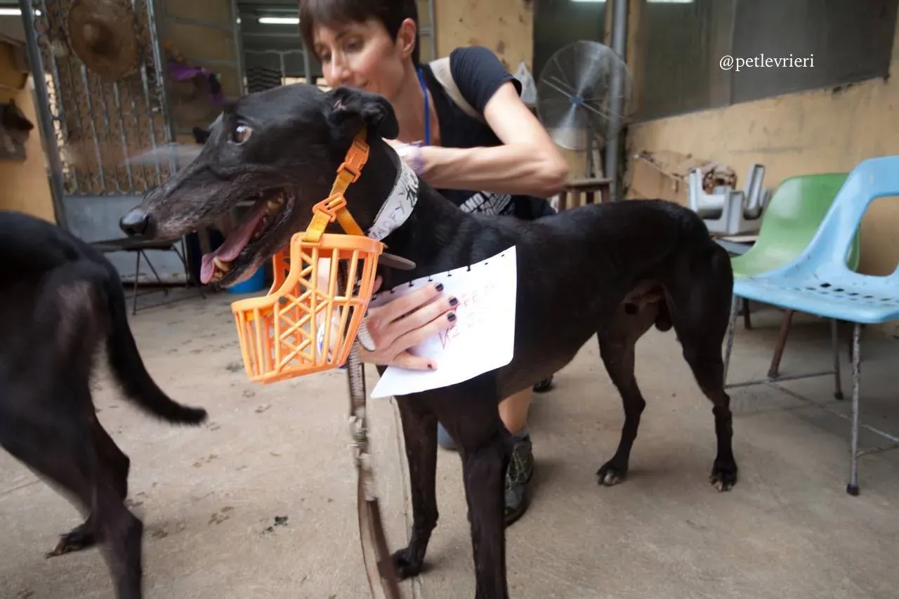 12 win warrior adozione greyhound macao