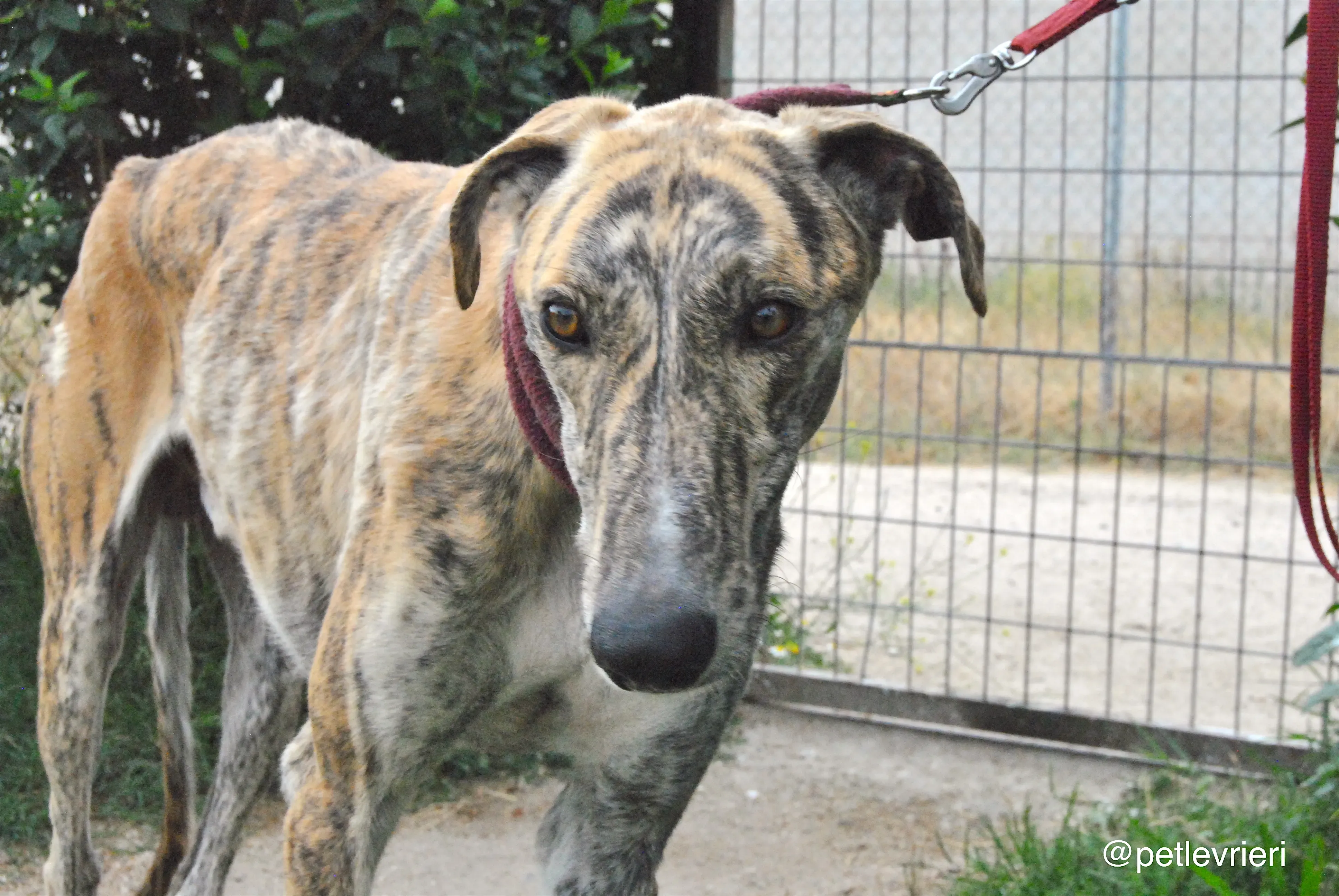 12 yasi adozione levrieri galgo