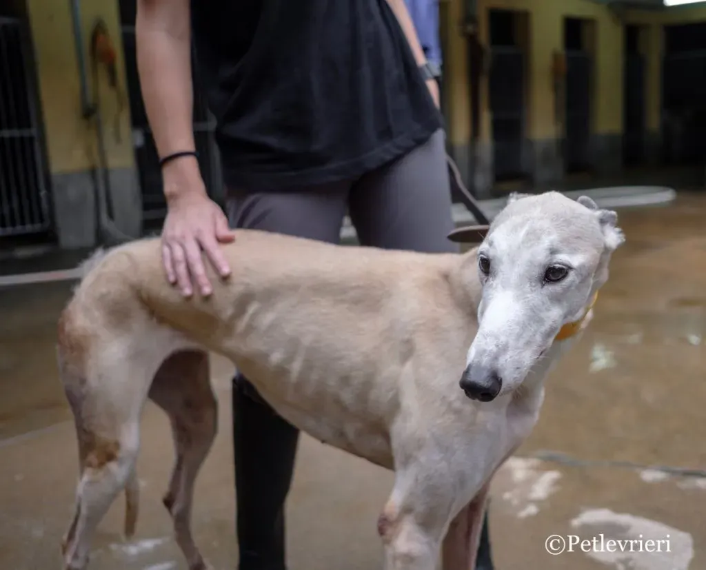 13 DSCF5553 1024x827