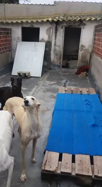 13000088 1009500932467095 768447518942178067 n