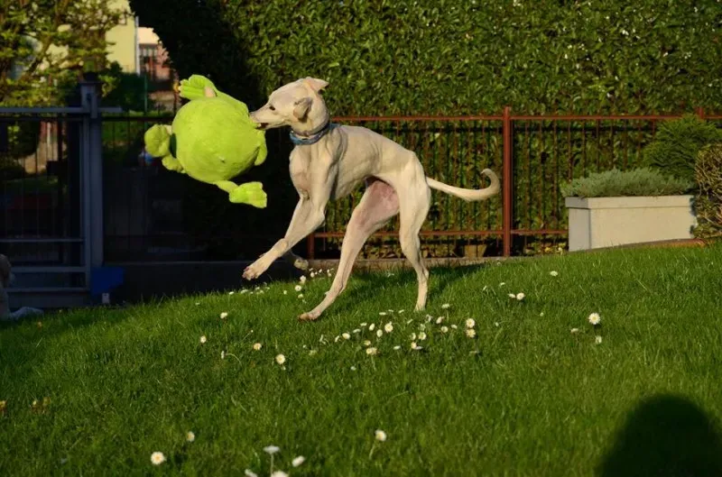 13001045 10207191206633457 7798706734070351742 n