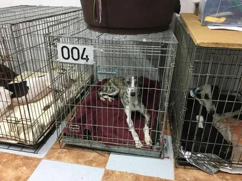 13010839 1007981689285686 5810036493998650648 n