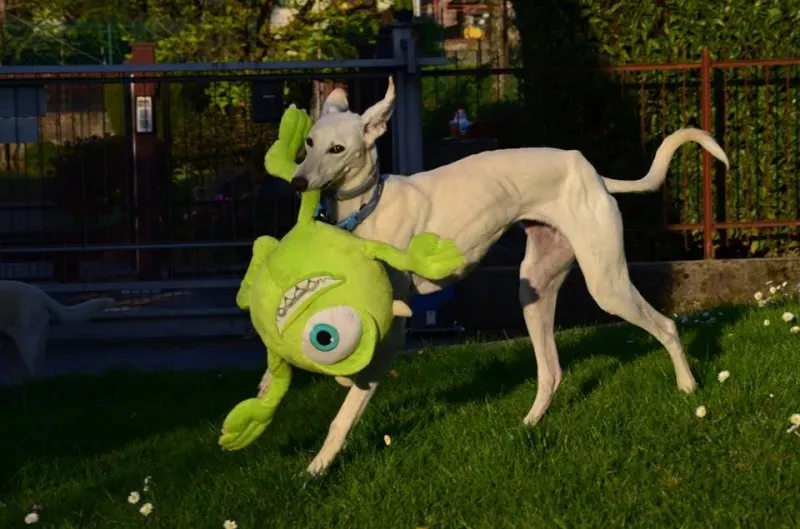 13012729 10207191200033292 5322433677353989439 n