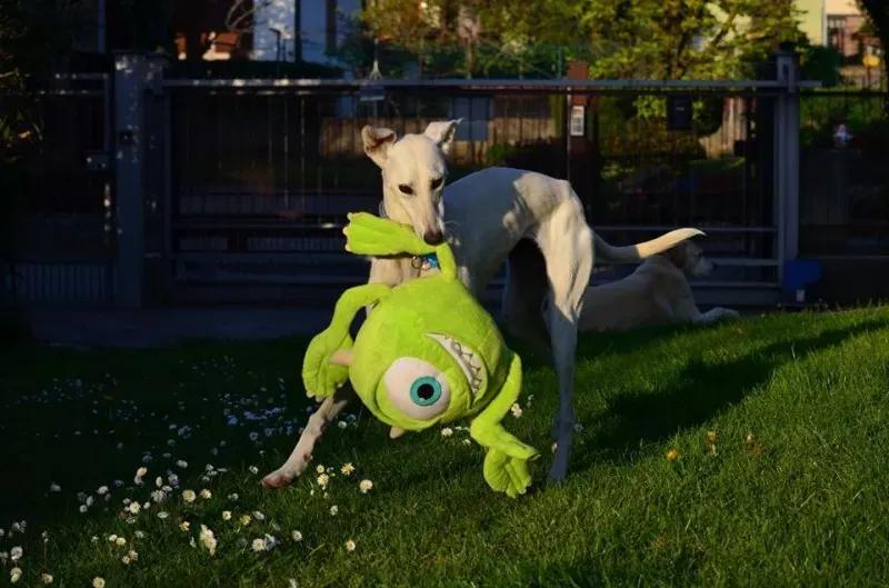 13012881 10207191203393376 5576350341857967664 n