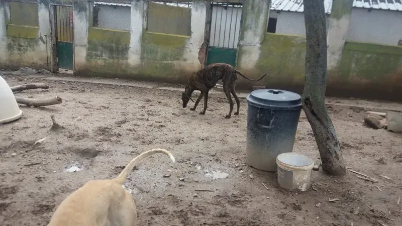 13015456 1009500775800444 3688757726675509170 n