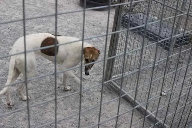 13043808 1016141028469752 4556817051292643826 n