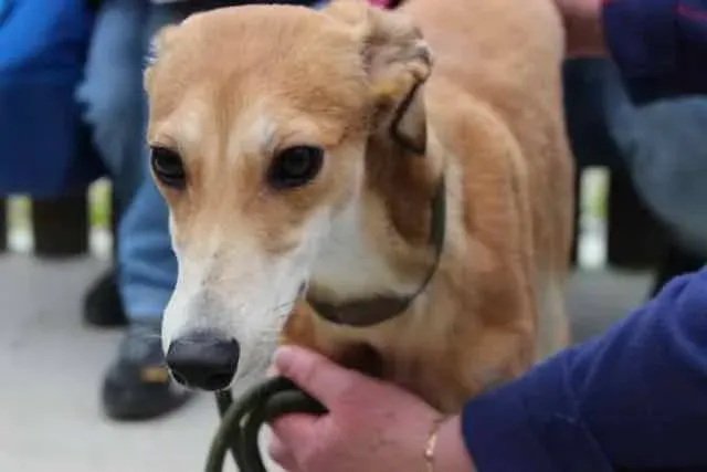 13051701 1016142908469564 3406436669925123433 n