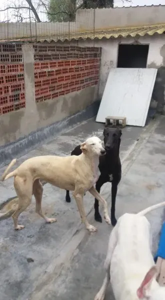 13051721 1009500909133764 5137635118835304572 n