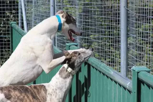 13051755 1016147038469151 6873796565437848037 n 1