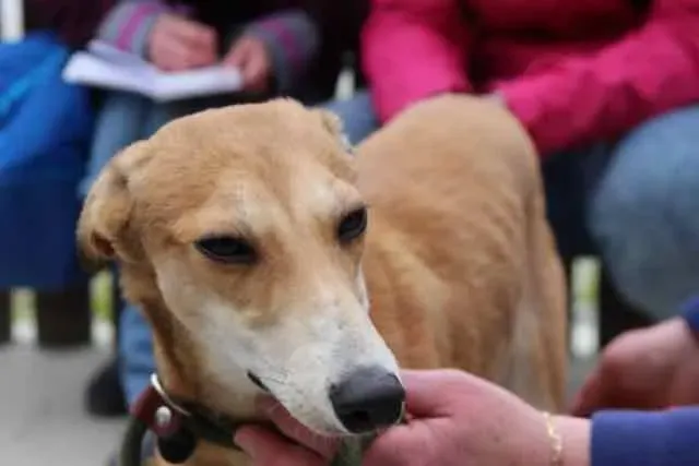 13051769 1016142951802893 6310145686063739309 n