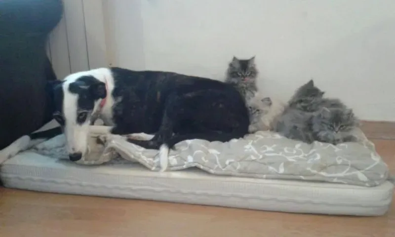 13055501 1009389969144858 6472247215153373916 n