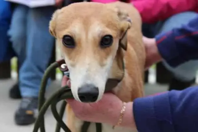 13061965 1016142915136230 4685306059132616225 n