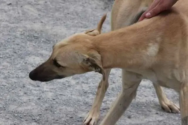 13062249 1016142348469620 7799650005809377685 n