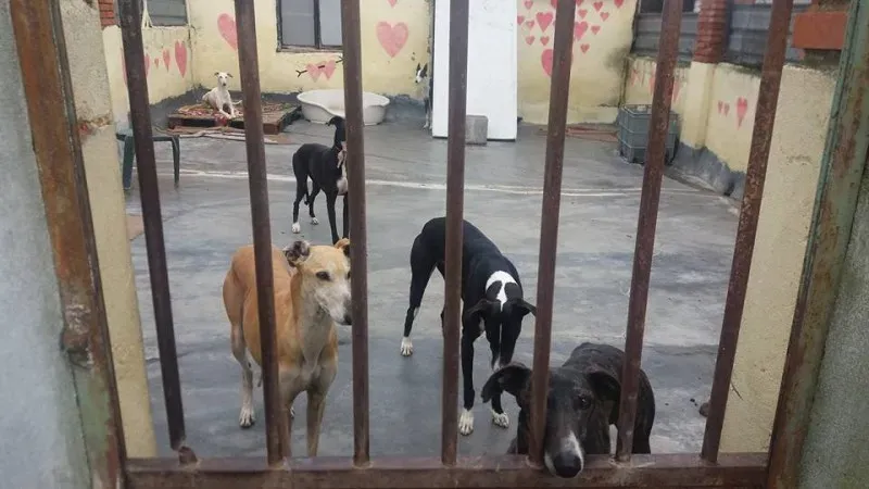 13062277 1009500689133786 4328980953410932862 n