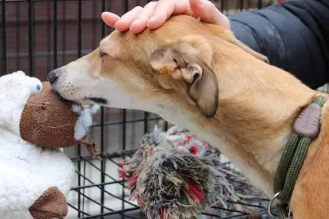 13062376 1016143115136210 574038599612889991 n