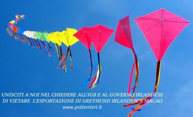 13062985 1014927418591113 8770618833710598608 o