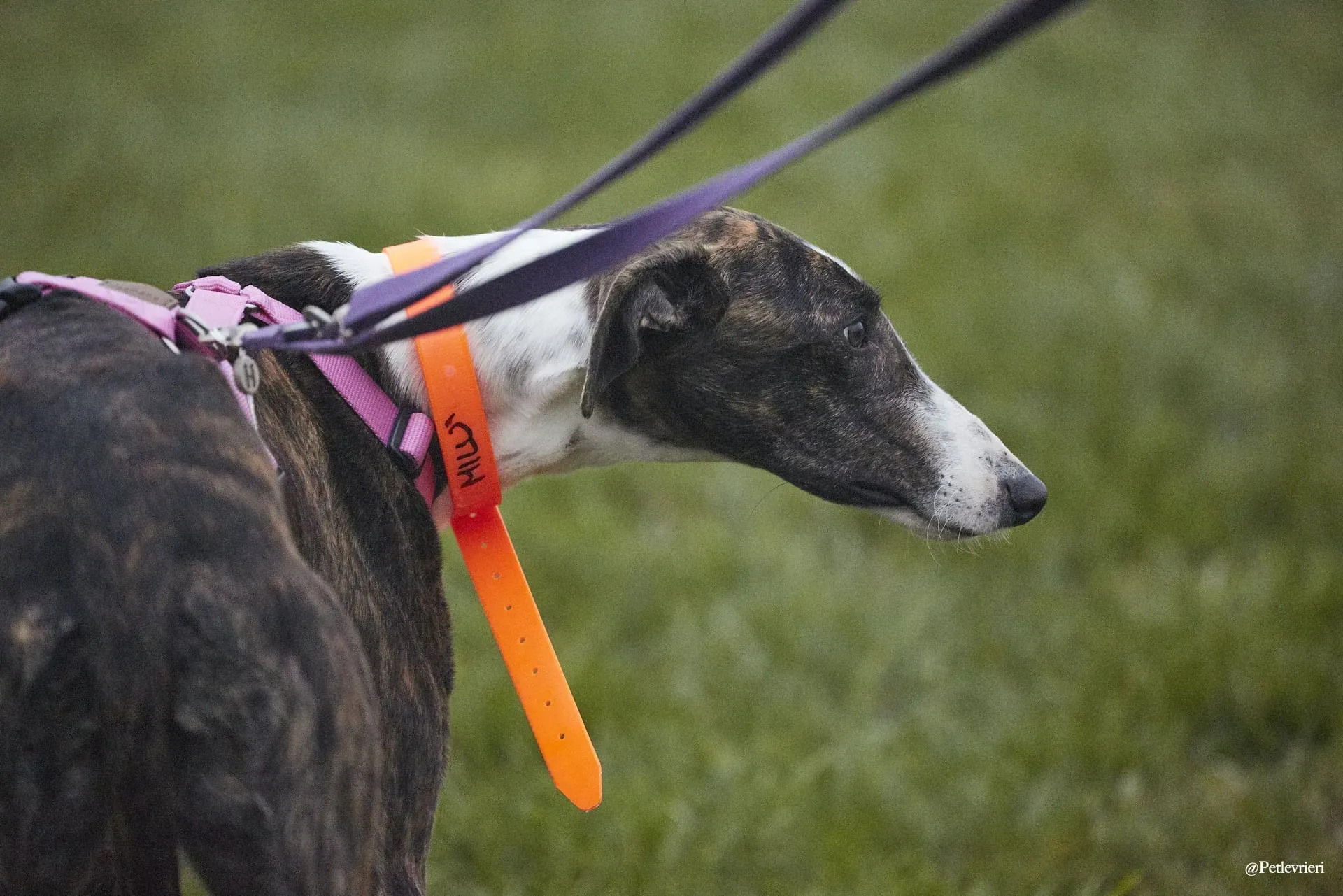 130722100 3586283641455465 2141977001912665660 o