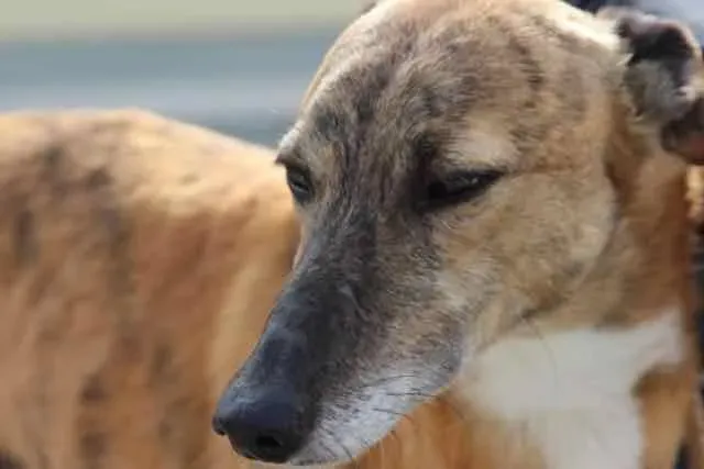 13076580 1016140535136468 4845368268286815858 n