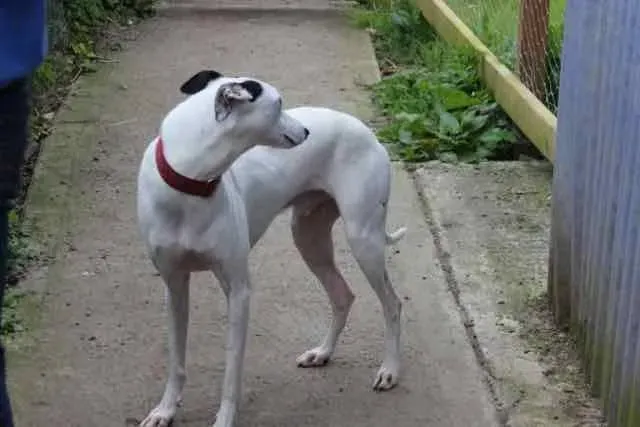 13076654 1016145448469310 3677248067476328952 n