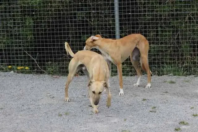 13076704 1016142835136238 1655536077207492993 n