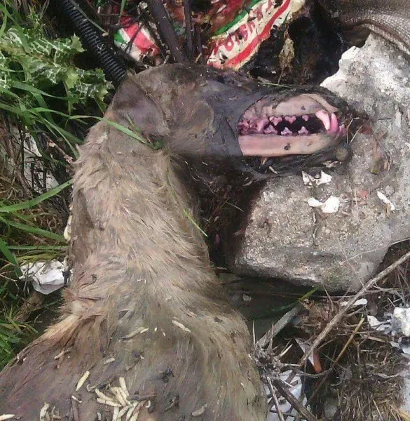 13076820 10206263107082878 5815522925352965071 n