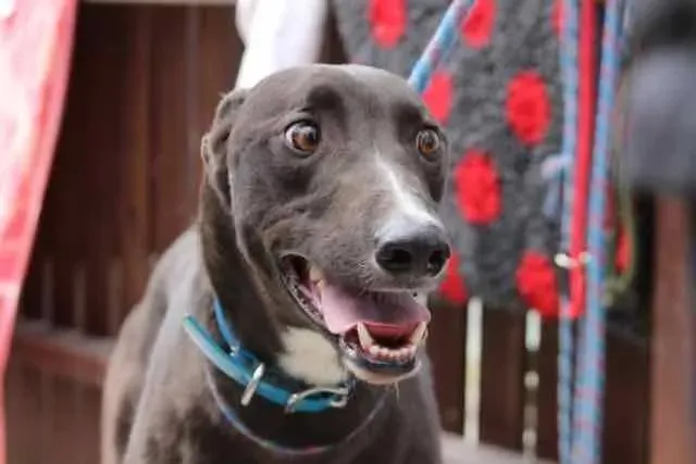 13076912 1016148331802355 7489796666903610601 n