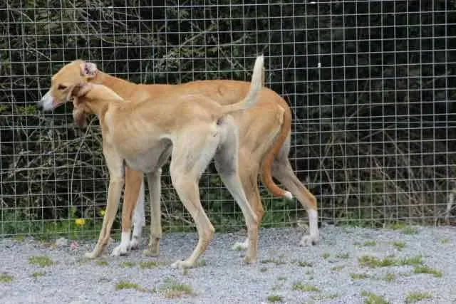 13077087 1016142751802913 8575134732191082876 n