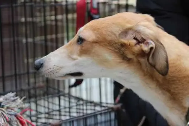 13077088 1016143025136219 4982538515450112058 n