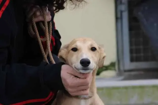 13082540 1016140108469844 2654616919755608908 n