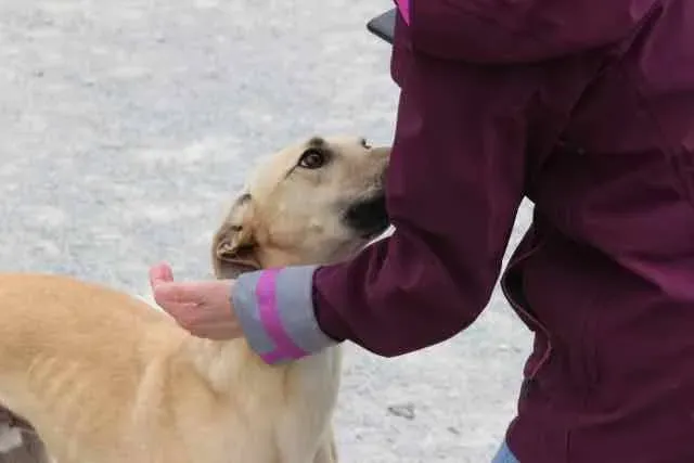 13083337 1016142291802959 1528238992310427416 n