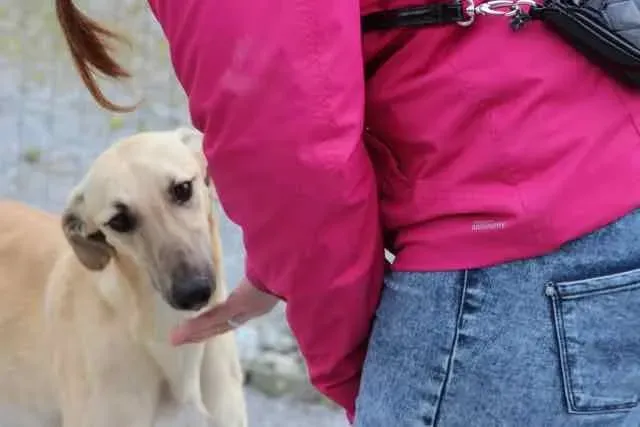 13087328 1016142301802958 5732589604222203854 n