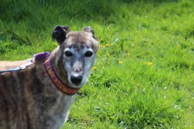 13087330 1016145001802688 8045712342307563633 n