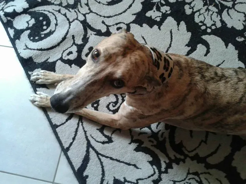 13087354 1727064234200640 6232746363087852491 n