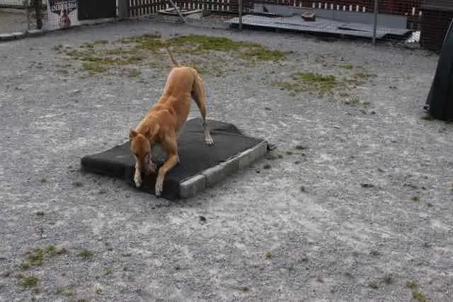 13087371 1016141801803008 7910513555072832568 n