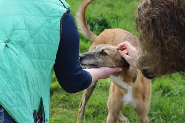 13087438 1016140331803155 6964936641285339373 n