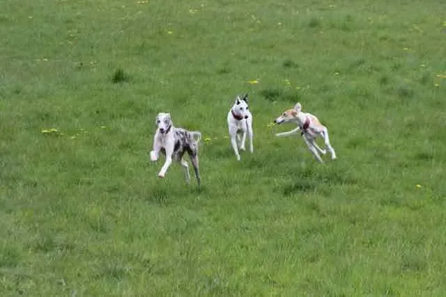 13087470 1016145895135932 8395401984515869400 n