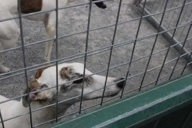 13087479 1016140988469756 499282838936423942 n