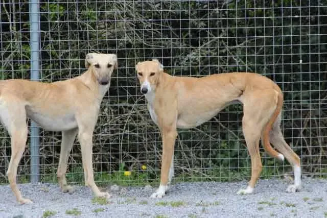 13087505 1016142801802908 940595189576498565 n