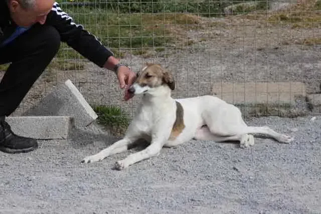 13087595 1016141555136366 674022095990000185 n