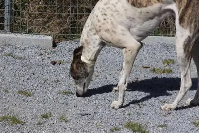 13087609 1016146905135831 4586296186256709812 n