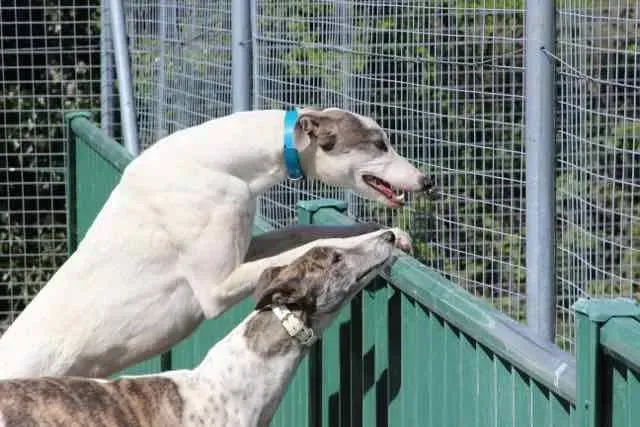 13087722 1016147021802486 6140469912347795494 n