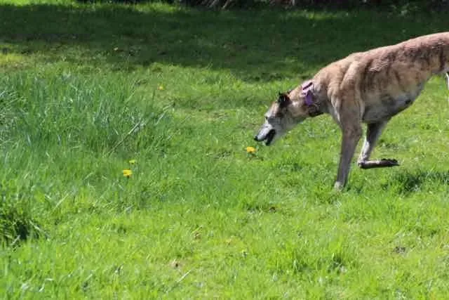 13087847 1016145111802677 2037286178147325648 n