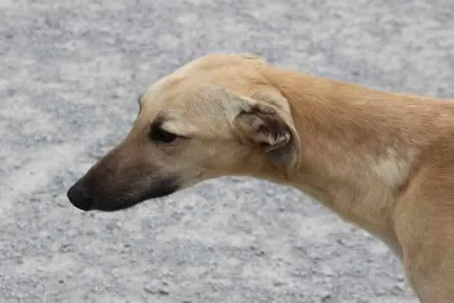 13091900 1016142418469613 4595268692575912126 n