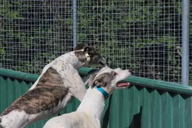 13092018 1016147051802483 4021952945957996224 n