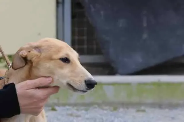 13092185 1016140055136516 4844790894578803161 n