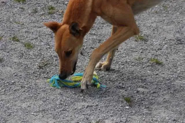 13094226 1016141935136328 3610699578983838734 n