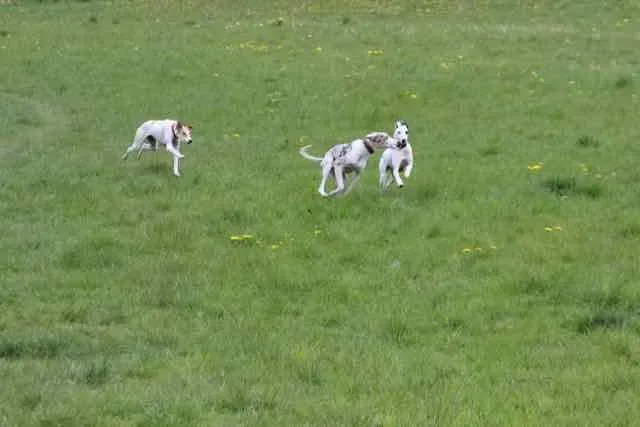 13094351 1016145845135937 1352019569526591377 n