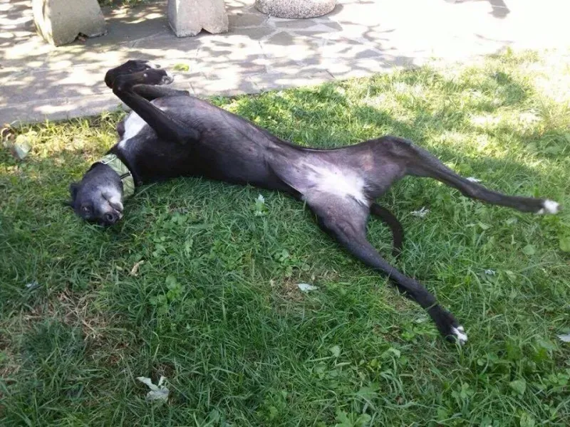 13094375 1019466931470495 5838698745212073630 n