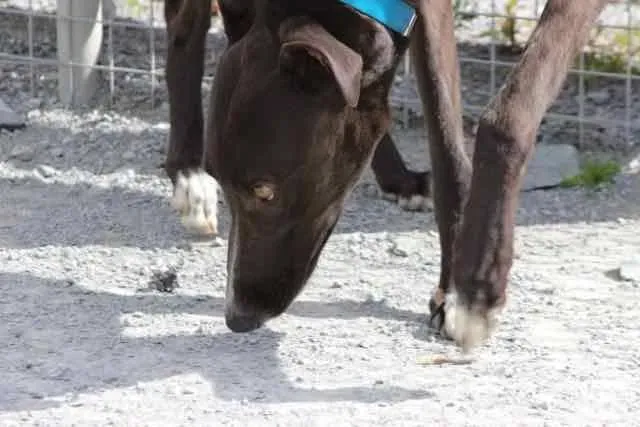 13095737 1016147135135808 2409791450807167310 n