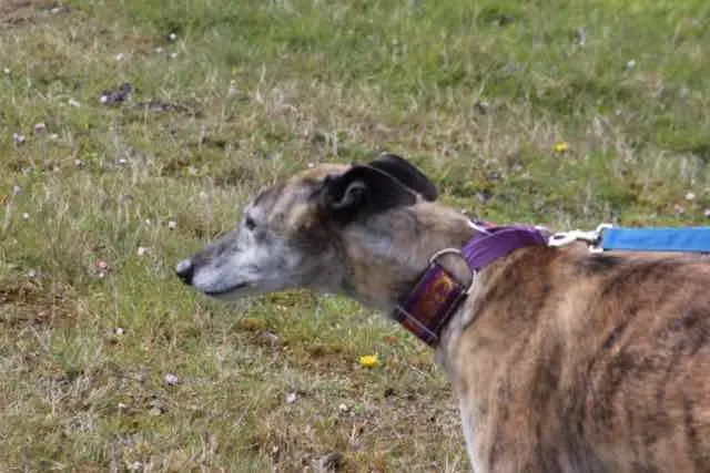 13095767 1016144951802693 4652735549213769367 n